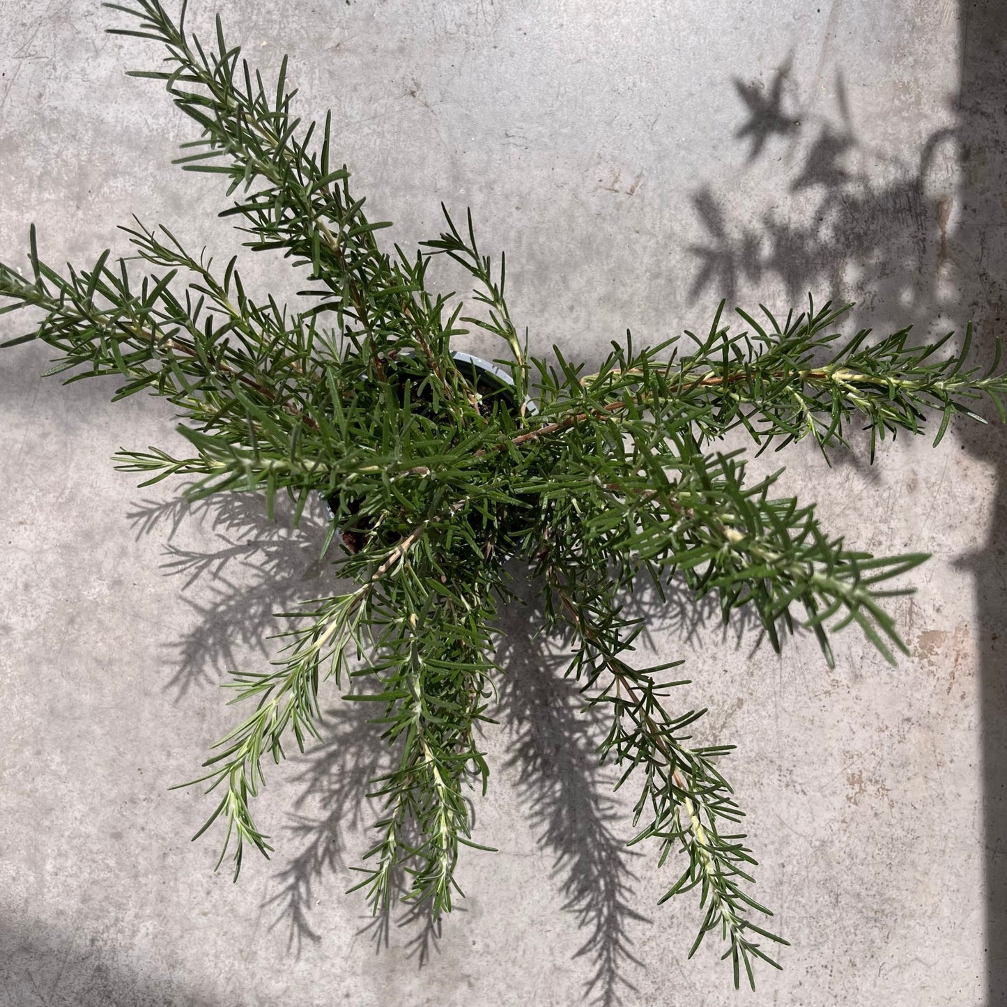 רוזמרין - רוטין (ירוק במרפסת לשעבר)