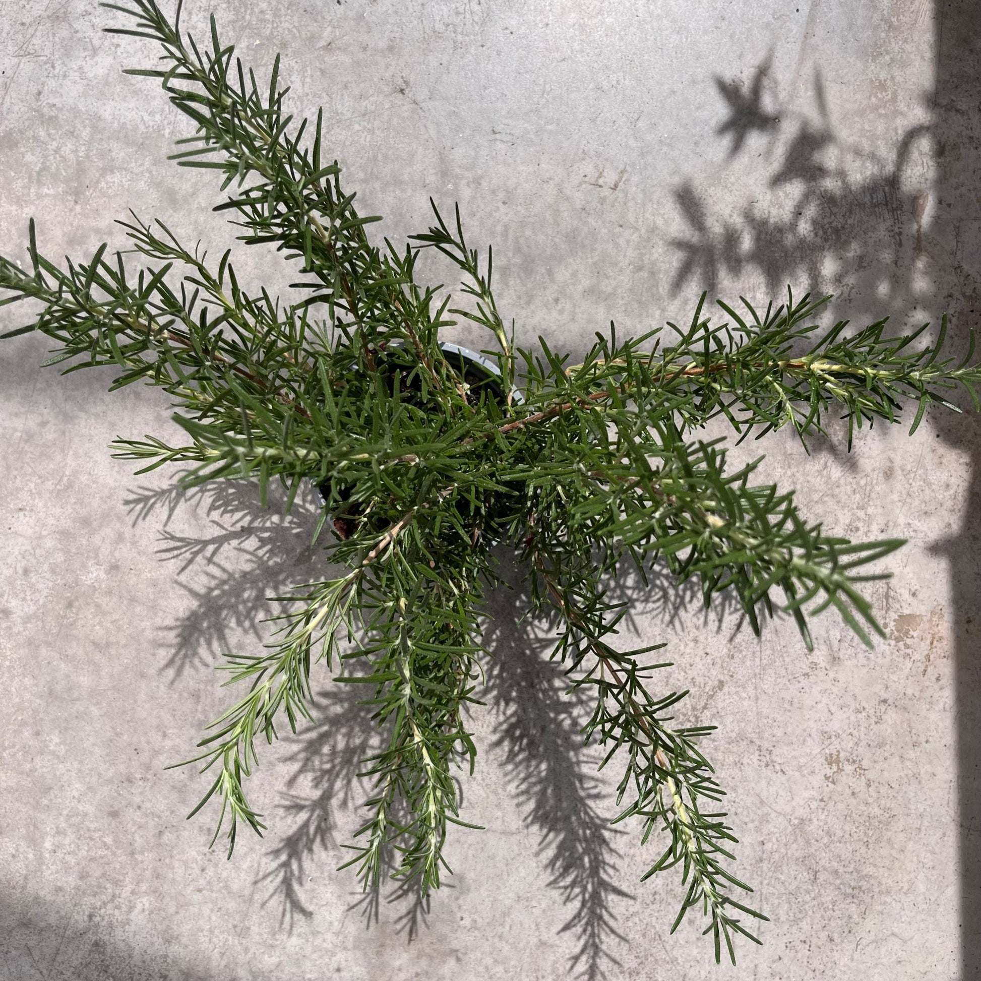 רוזמרין - רוטין (ירוק במרפסת לשעבר)