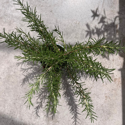 רוזמרין - רוטין (ירוק במרפסת לשעבר)