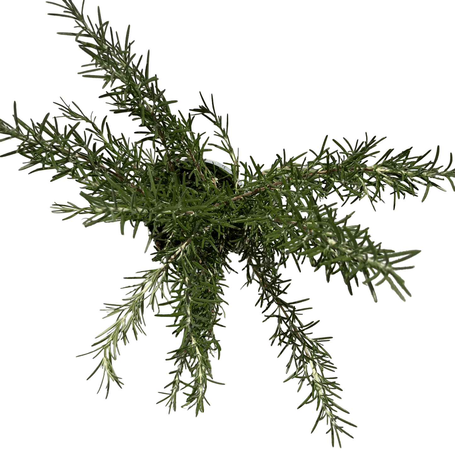 רוזמרין - רוטין (ירוק במרפסת לשעבר)