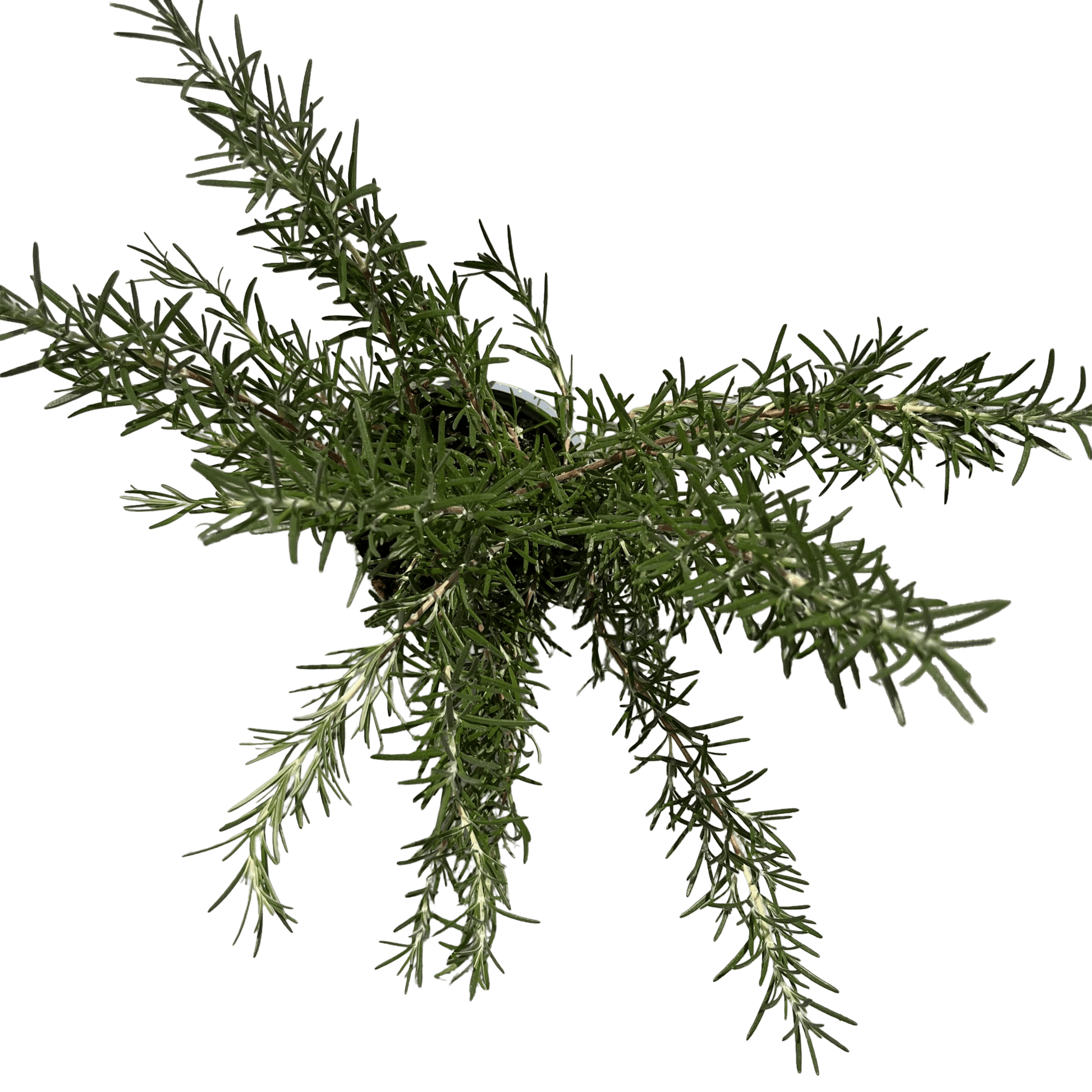 רוזמרין - רוטין (ירוק במרפסת לשעבר)