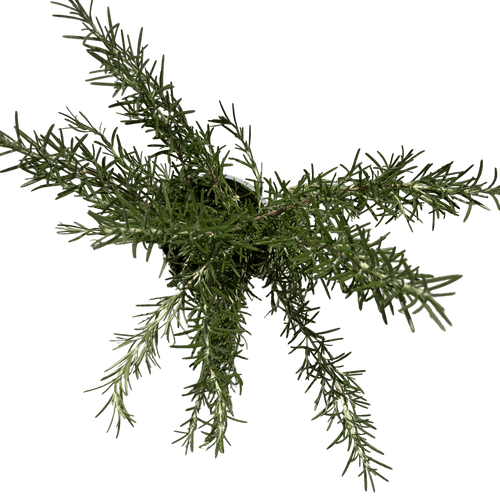 רוזמרין - רוטין (ירוק במרפסת לשעבר)