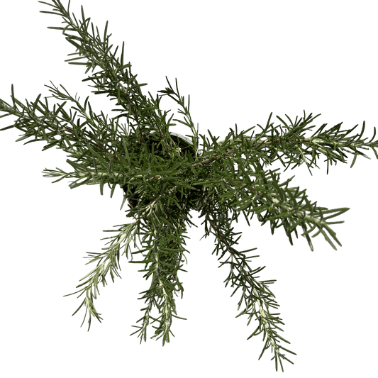 רוזמרין - רוטין (ירוק במרפסת לשעבר)