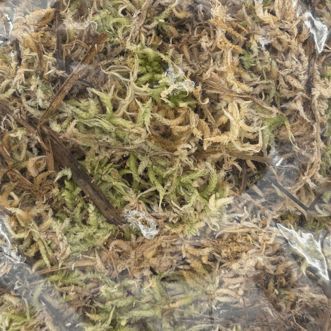 ספגנום מוס באיכות פרימיום 2 ליטר - רוטין (ירוק במרפסת לשעבר)