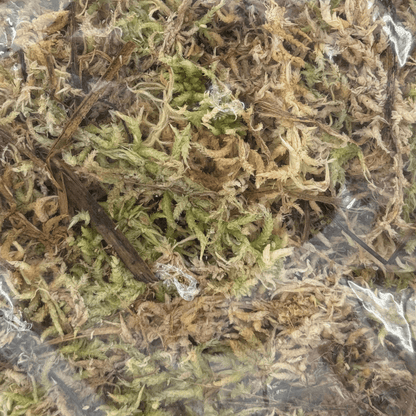 ספגנום מוס באיכות פרימיום 2 ליטר - רוטין (ירוק במרפסת לשעבר)