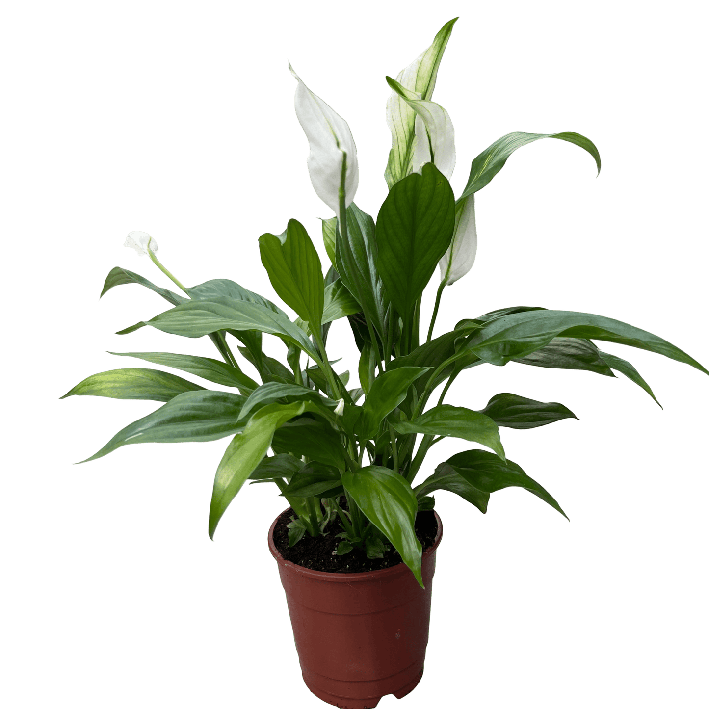 ספטיפיליום בינוני עציץ 12