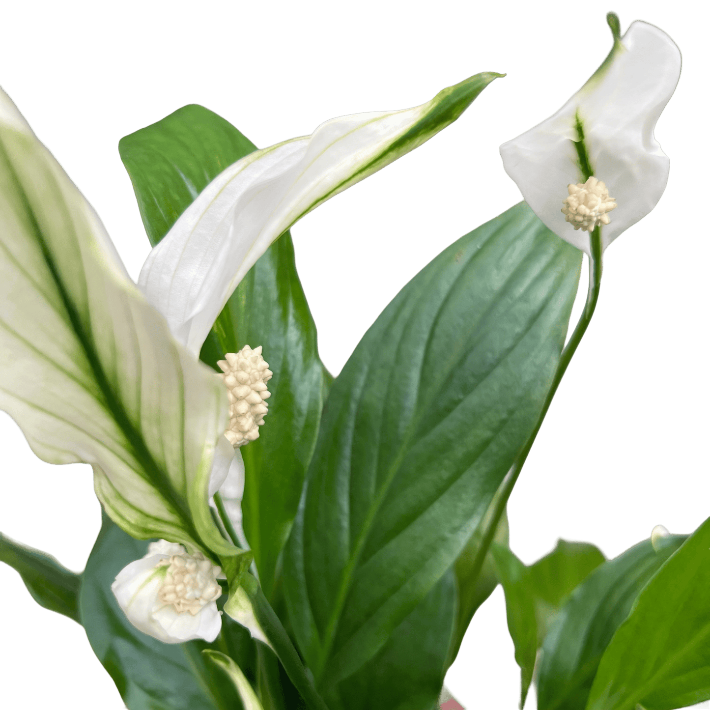 ספטיפיליום בינוני עציץ 12 - רוטין (ירוק במרפסת לשעבר)