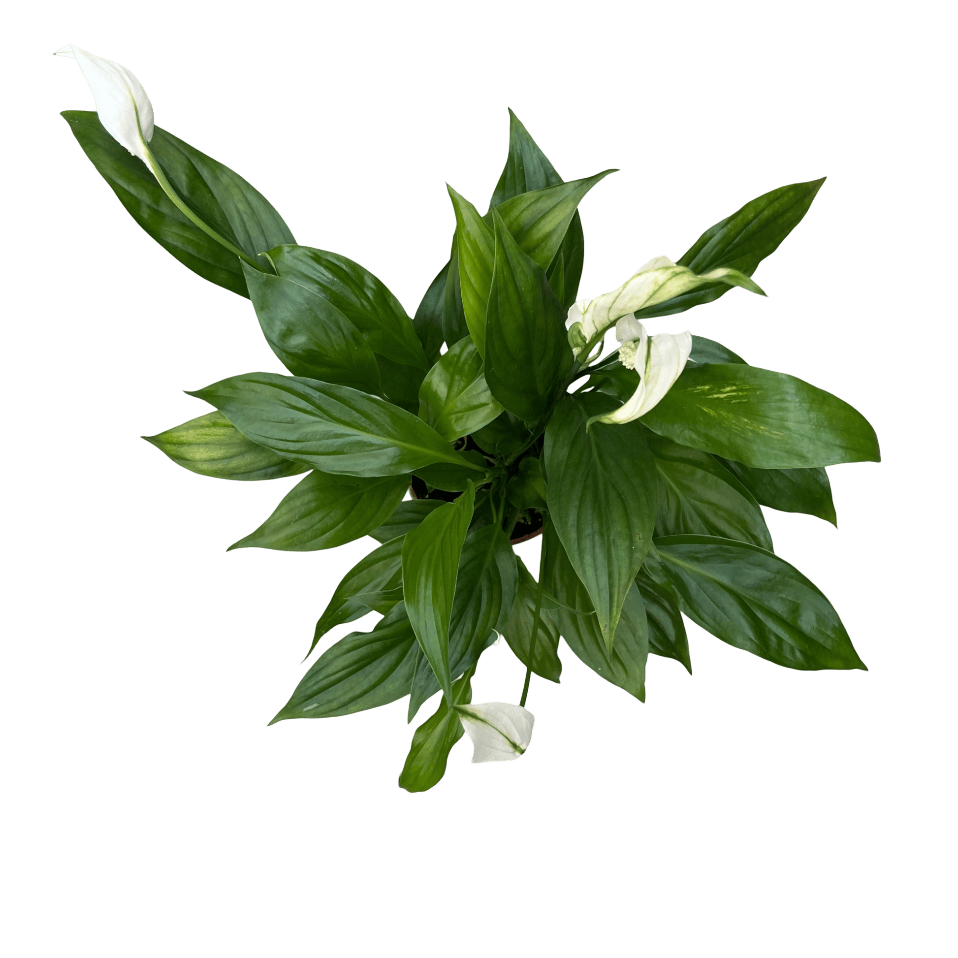 ספטיפיליום בינוני עציץ 12 - רוטין (ירוק במרפסת לשעבר)