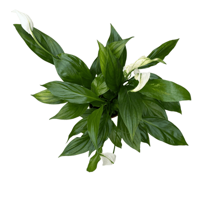 ספטיפיליום בינוני עציץ 12 - רוטין (ירוק במרפסת לשעבר)