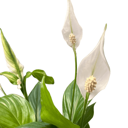 ספטיפיליום בינוני עם כד - רוטין (ירוק במרפסת לשעבר)