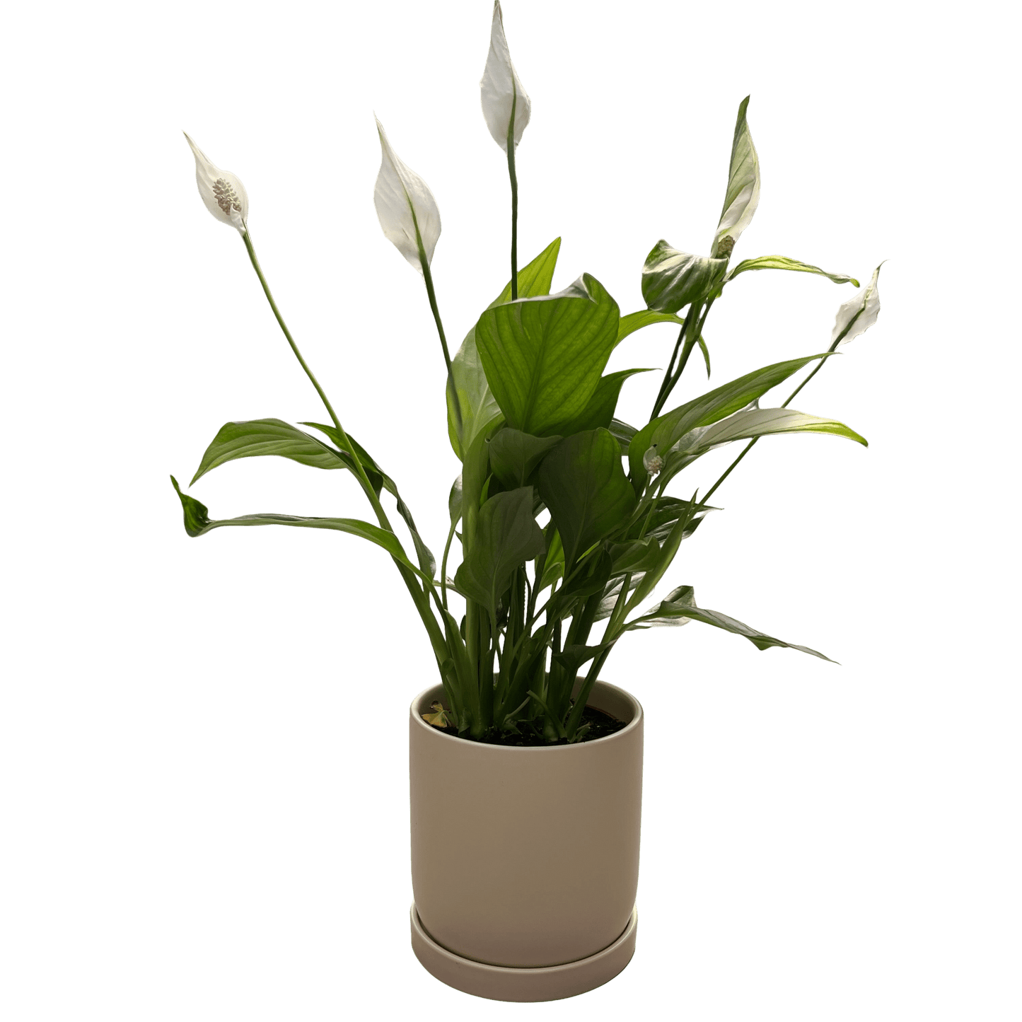 ספטיפיליום בינוני עם כד - רוטין (ירוק במרפסת לשעבר)