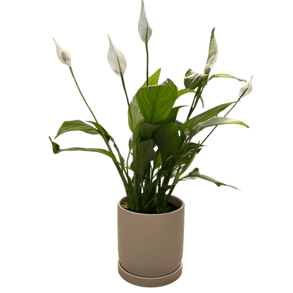 ספטיפיליום בינוני עם כד - רוטין (ירוק במרפסת לשעבר)