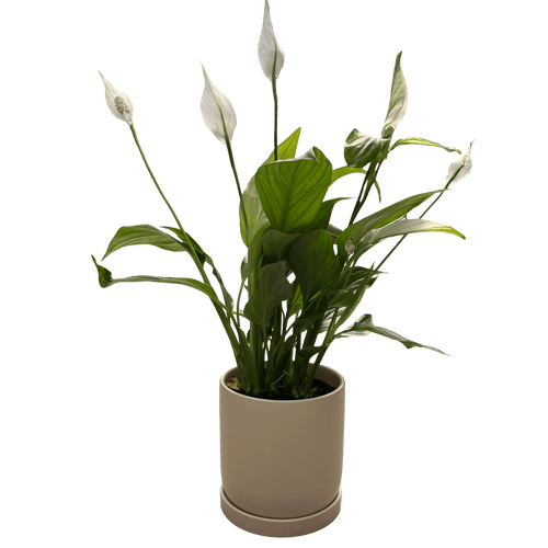 ספטיפיליום בינוני עם כד - רוטין (ירוק במרפסת לשעבר)