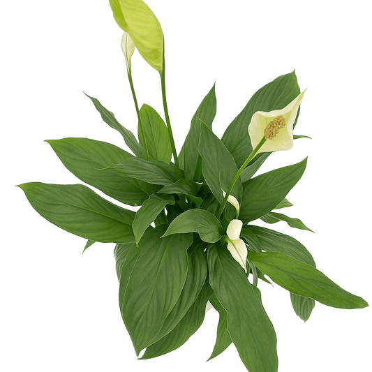 ספטיפיליום גדול, עציץ קוטר 15 ס״מ - רוטין (ירוק במרפסת לשעבר)