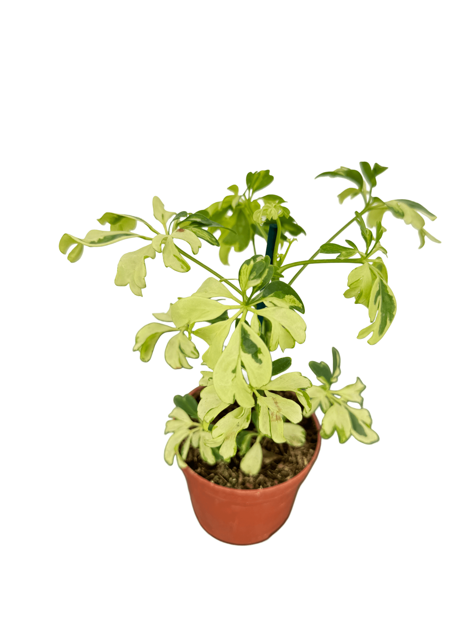 שפלרה קוטר 9 - רוטין (ירוק במרפסת לשעבר)