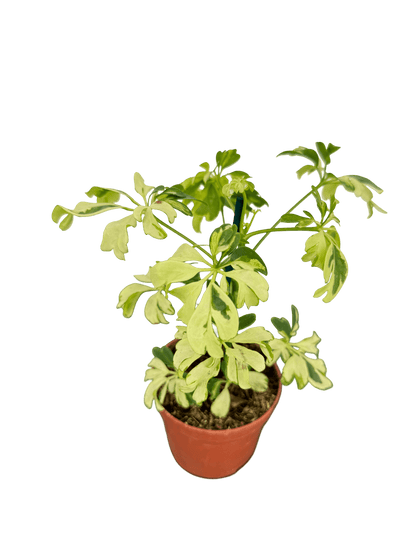 שפלרה קוטר 9 - רוטין (ירוק במרפסת לשעבר)