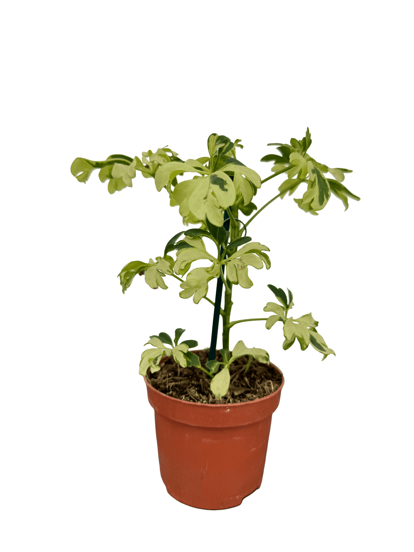 שפלרה קוטר 9 - רוטין (ירוק במרפסת לשעבר)