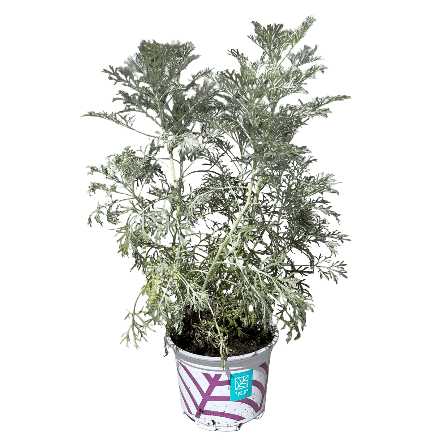 שיבא - רוטין (ירוק במרפסת לשעבר)