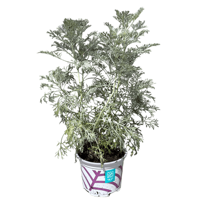 שיבא - רוטין (ירוק במרפסת לשעבר)