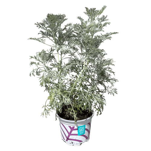 שיבא - רוטין (ירוק במרפסת לשעבר)