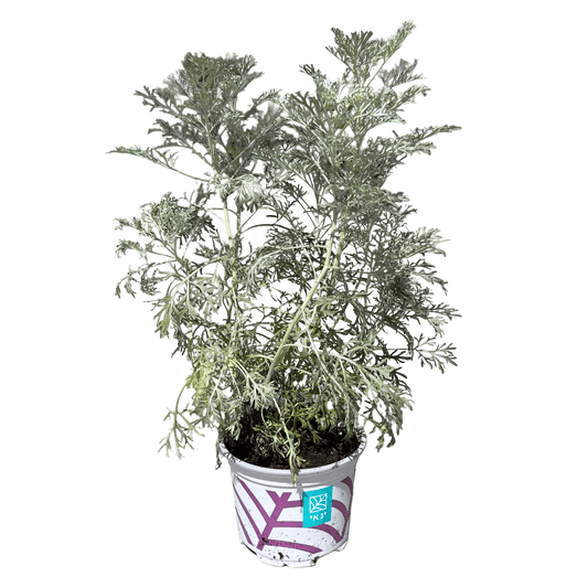 שיבא - רוטין (ירוק במרפסת לשעבר)