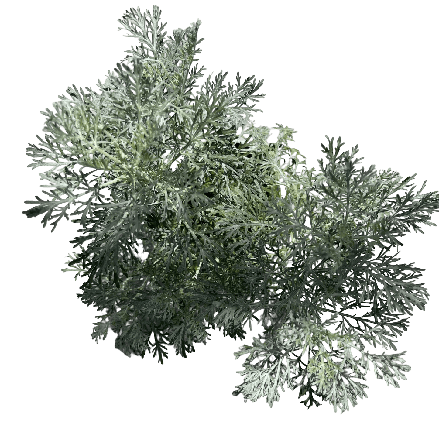 שיבא - רוטין (ירוק במרפסת לשעבר)