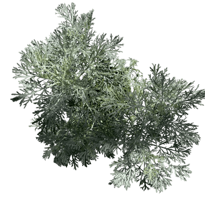 שיבא - רוטין (ירוק במרפסת לשעבר)