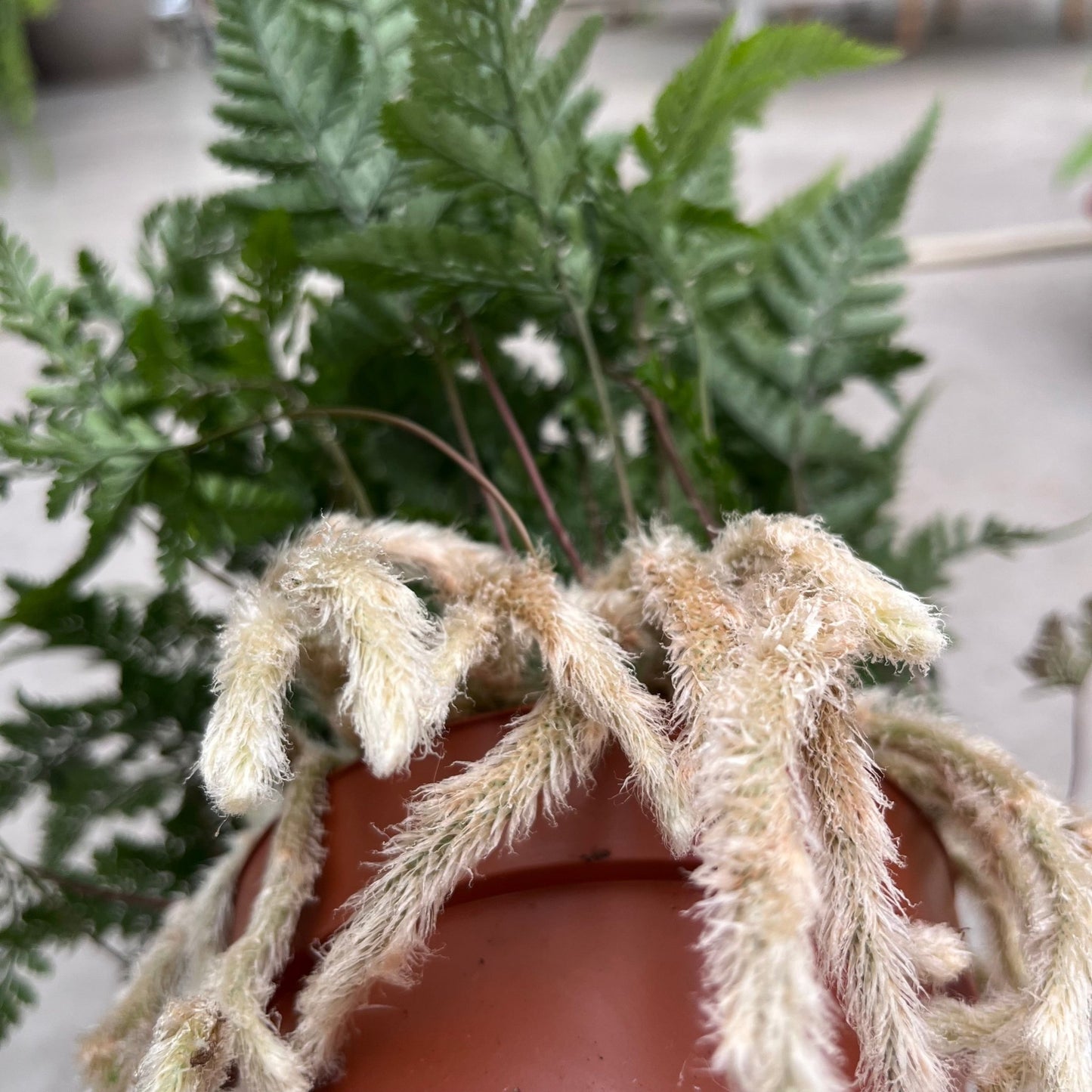 שרך כף ארנב - רוטין (ירוק במרפסת לשעבר)