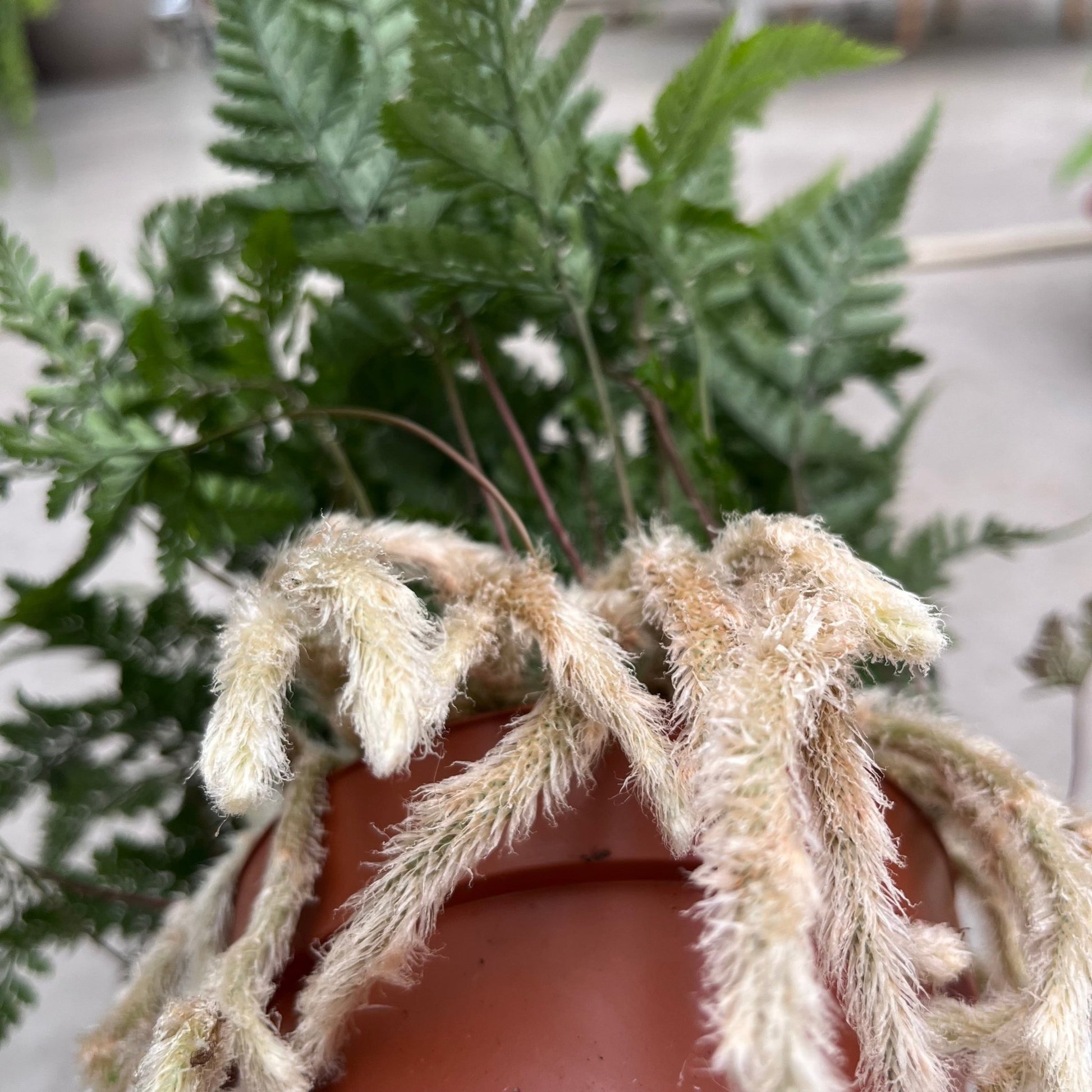 שרך כף ארנב - רוטין (ירוק במרפסת לשעבר)