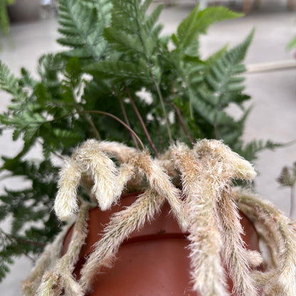 שרך כף ארנב - רוטין (ירוק במרפסת לשעבר)