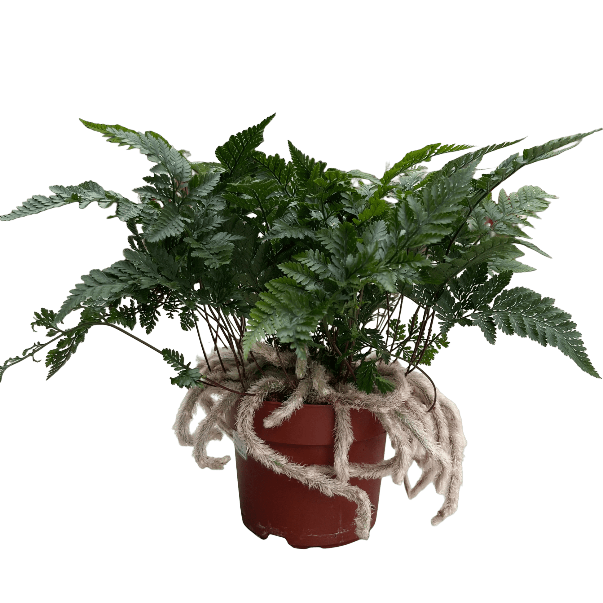 שרך כף ארנב - רוטין (ירוק במרפסת לשעבר)