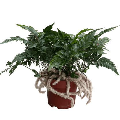 שרך כף ארנב - רוטין (ירוק במרפסת לשעבר)