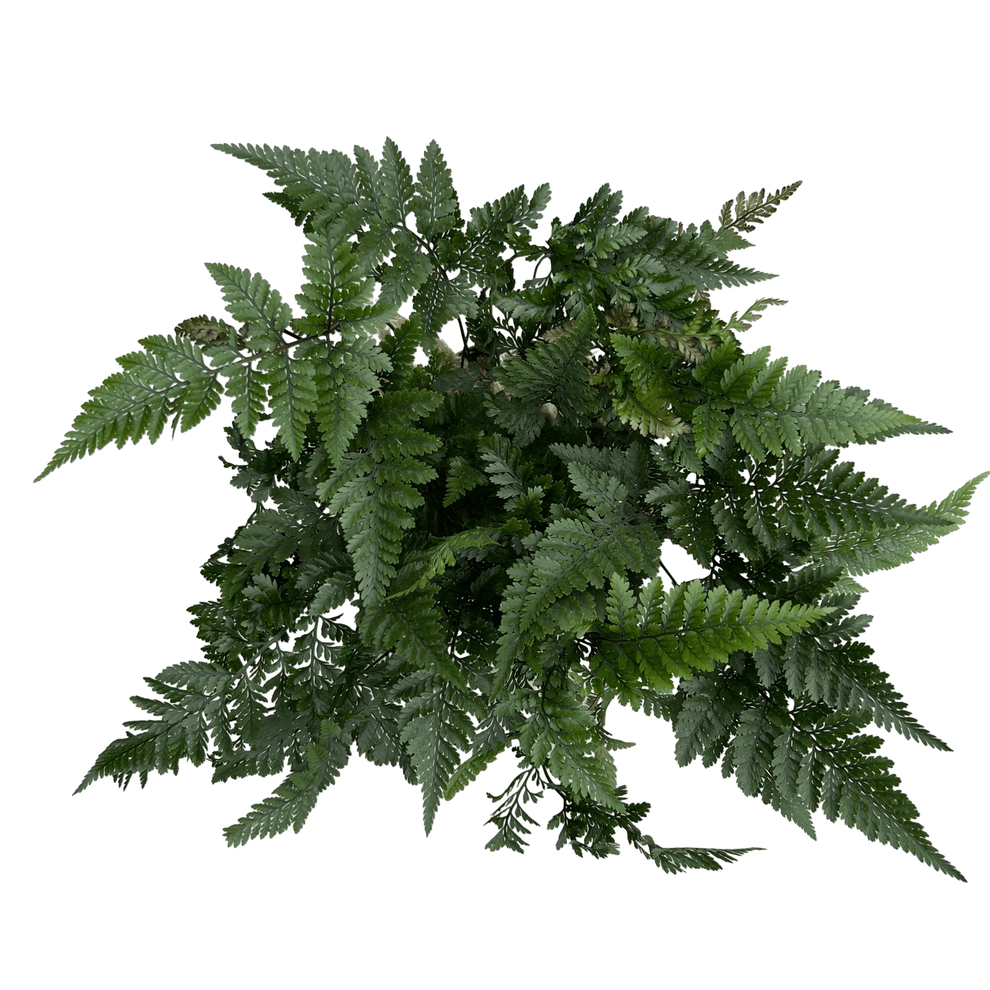 שרך כף ארנב - רוטין (ירוק במרפסת לשעבר)