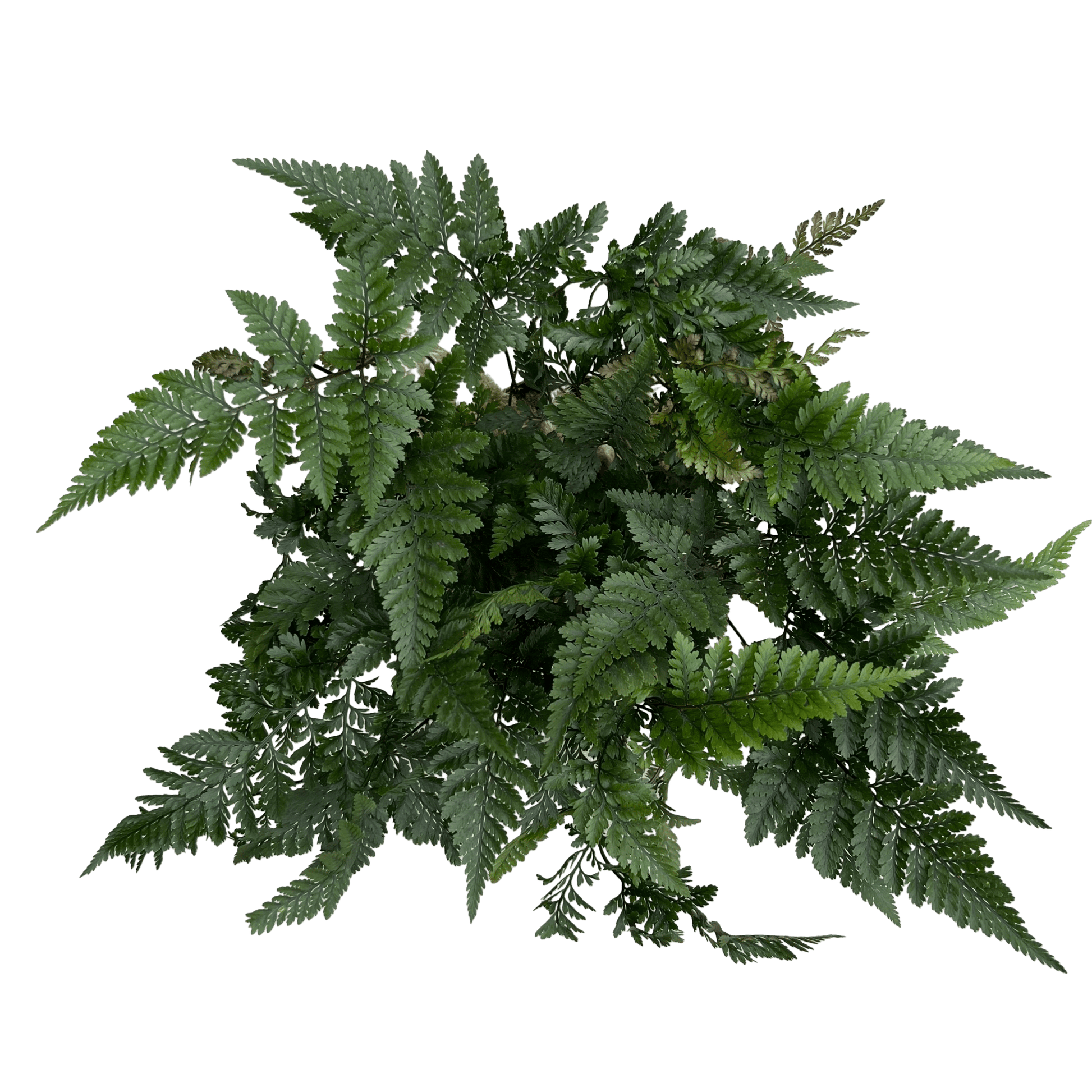 שרך כף ארנב - רוטין (ירוק במרפסת לשעבר)