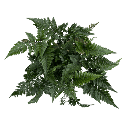 שרך כף ארנב - רוטין (ירוק במרפסת לשעבר)