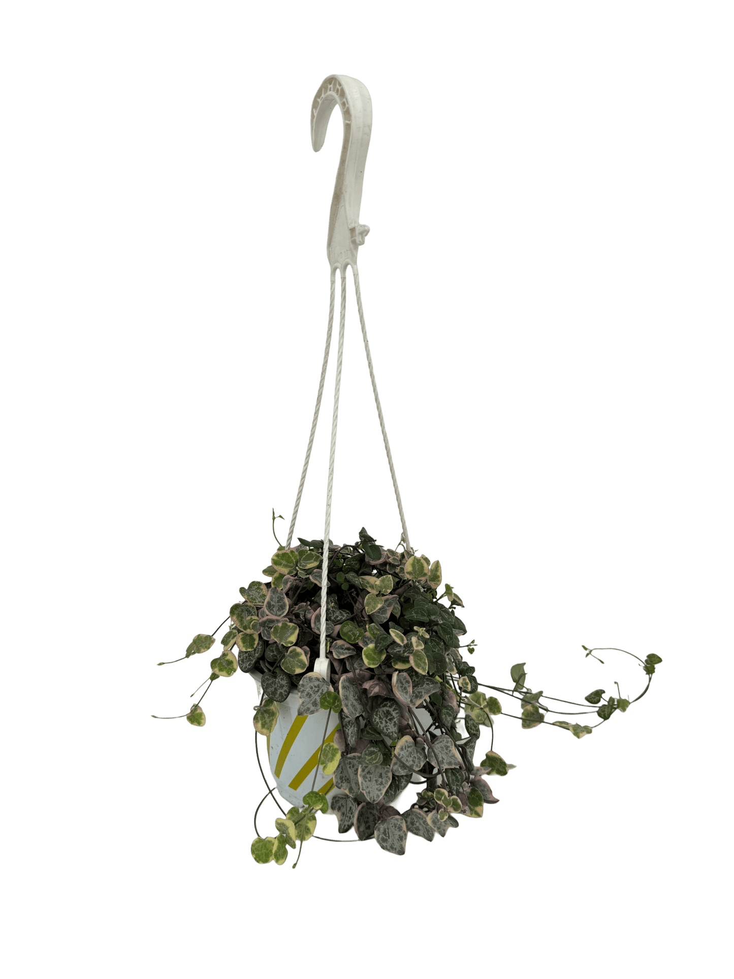 שעוונית זוחלת עציץ קוטר 12 ס״מ - רוטין (ירוק במרפסת לשעבר)