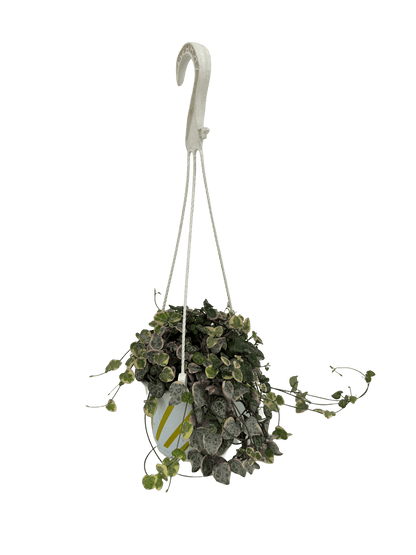 שעוונית זוחלת עציץ קוטר 12 ס״מ - רוטין (ירוק במרפסת לשעבר)