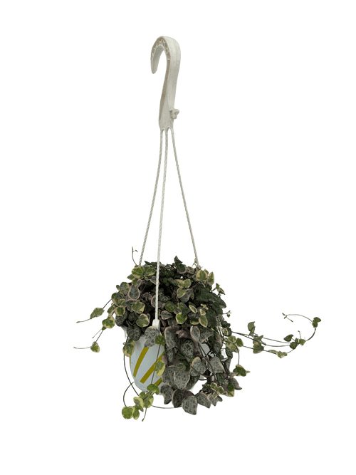 שעוונית זוחלת עציץ קוטר 12 ס״מ - רוטין (ירוק במרפסת לשעבר)