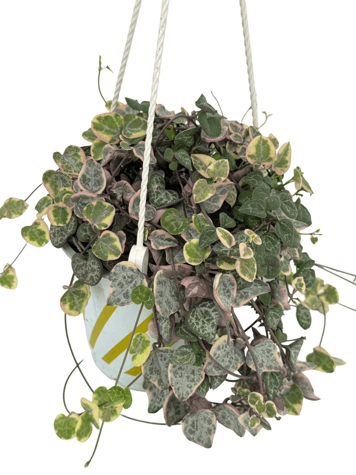 שעוונית זוחלת עציץ קוטר 12 ס״מ - רוטין (ירוק במרפסת לשעבר)