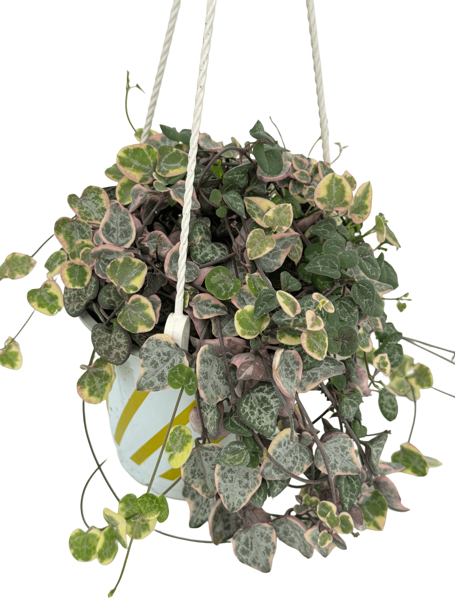 שעוונית זוחלת עציץ קוטר 12 ס״מ - רוטין (ירוק במרפסת לשעבר)