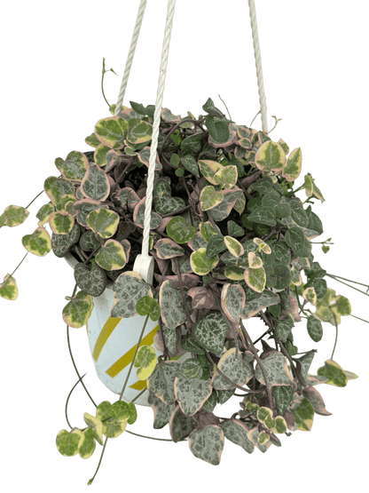 שעוונית זוחלת עציץ קוטר 12 ס״מ - רוטין (ירוק במרפסת לשעבר)