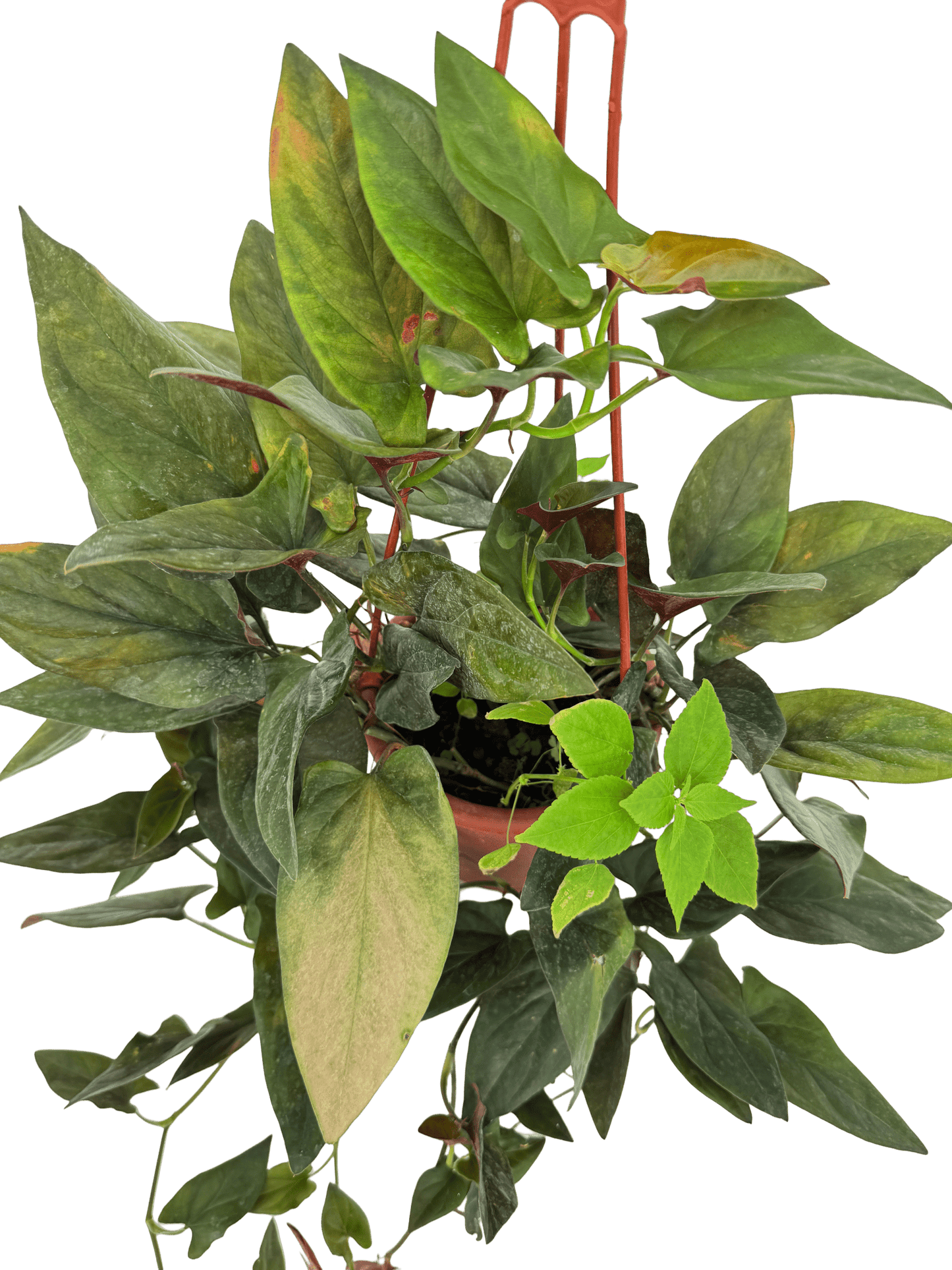 סינגוניום חץ אדום קוטר 15 - רוטין (ירוק במרפסת לשעבר)