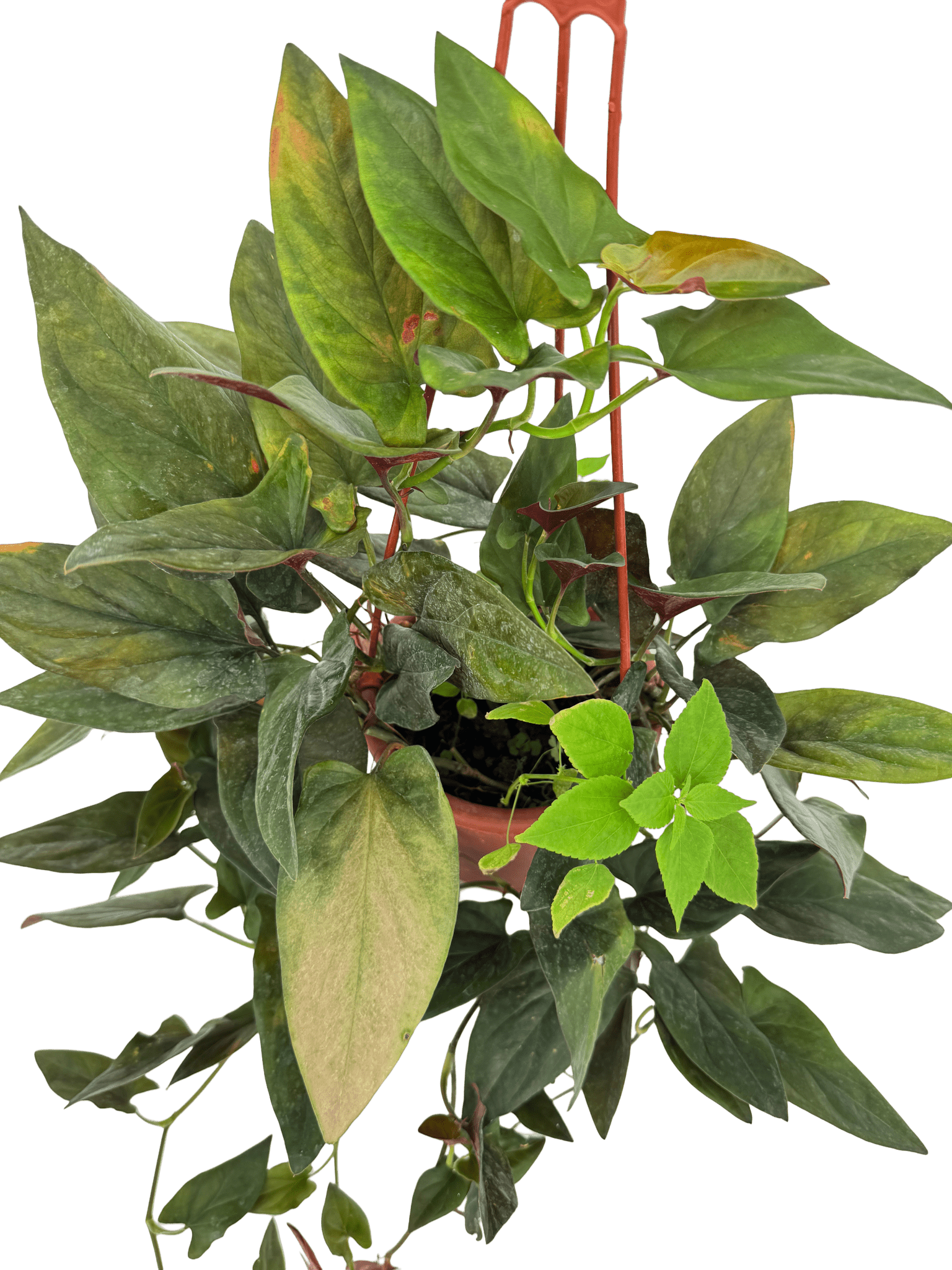 סינגוניום חץ אדום קוטר 15 - רוטין (ירוק במרפסת לשעבר)