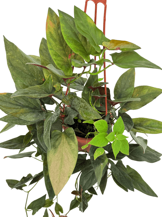 סינגוניום חץ אדום קוטר 15 - רוטין (ירוק במרפסת לשעבר)