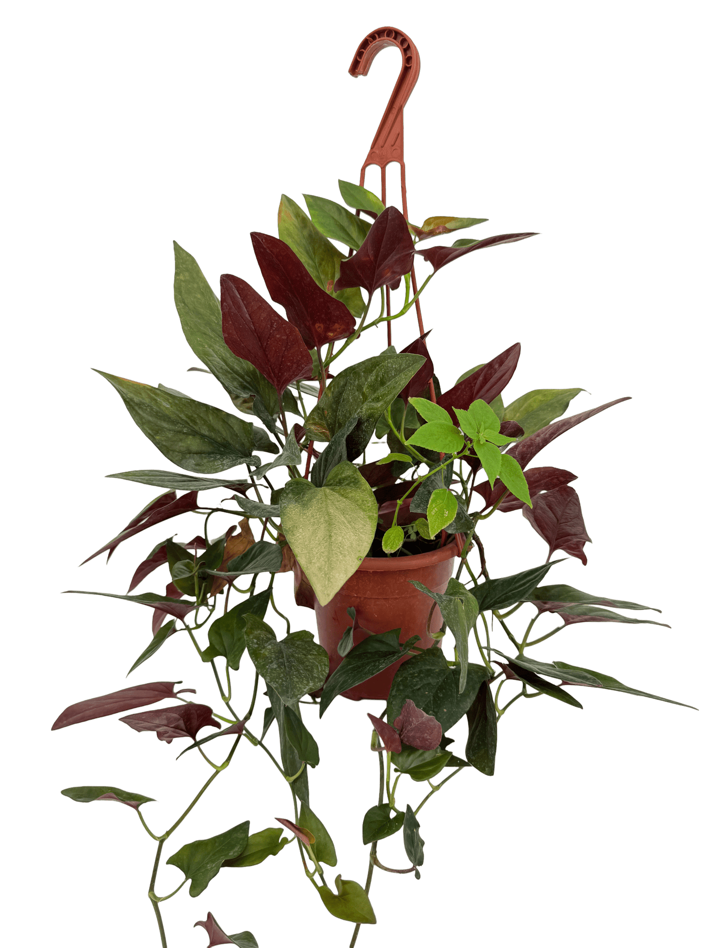 סינגוניום חץ אדום קוטר 15 - רוטין (ירוק במרפסת לשעבר)