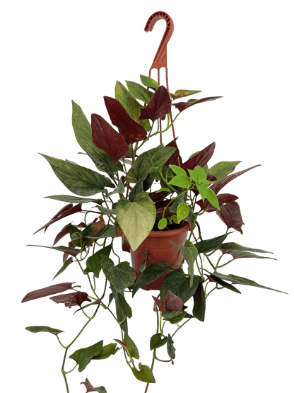 סינגוניום חץ אדום קוטר 15 - רוטין (ירוק במרפסת לשעבר)