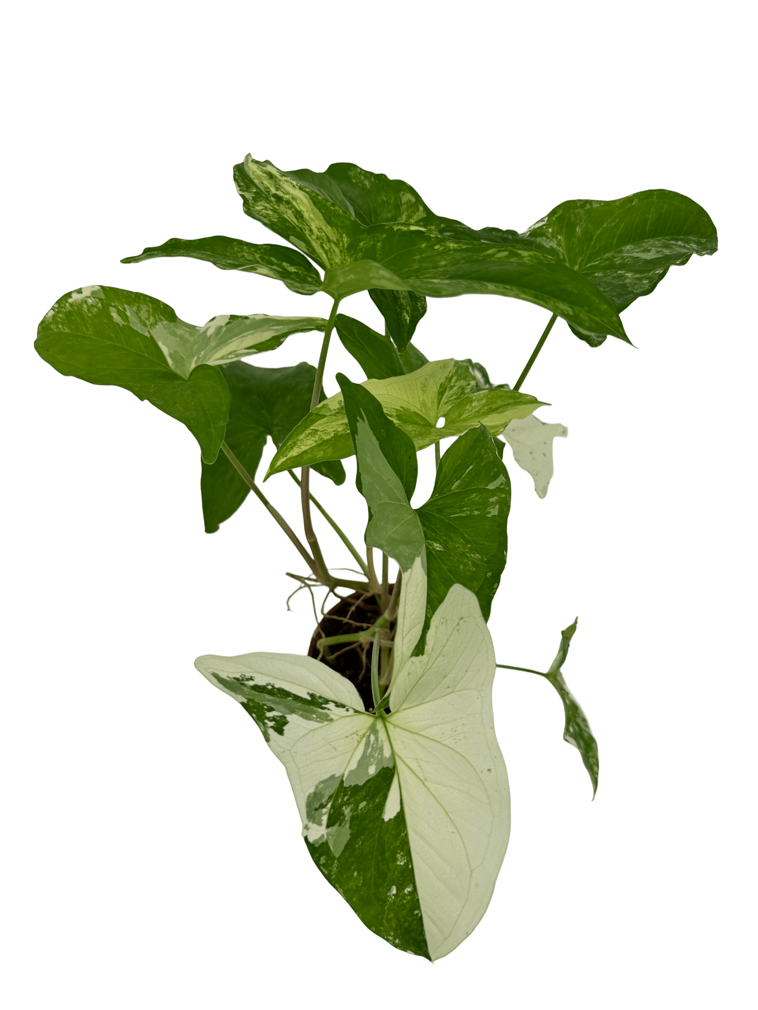 סינגוניום אלבו - רוטין (ירוק במרפסת לשעבר)