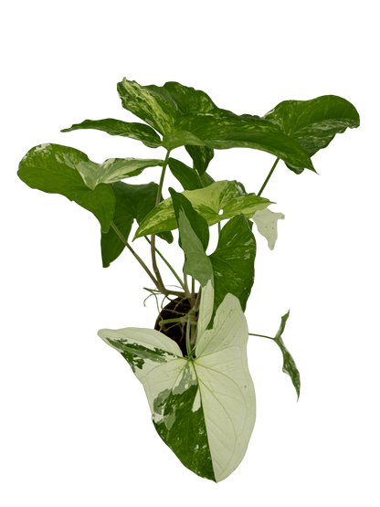 סינגוניום אלבו - רוטין (ירוק במרפסת לשעבר)