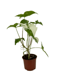 עציץ מגדלים (חינם)