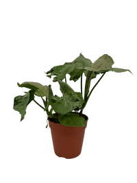 עציץ מגדלים (חינם)